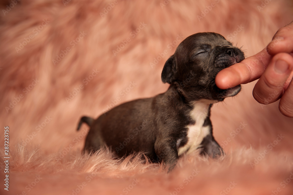 dog biting a person's finger with eyes closed dog biting a person's finger with eyes closed