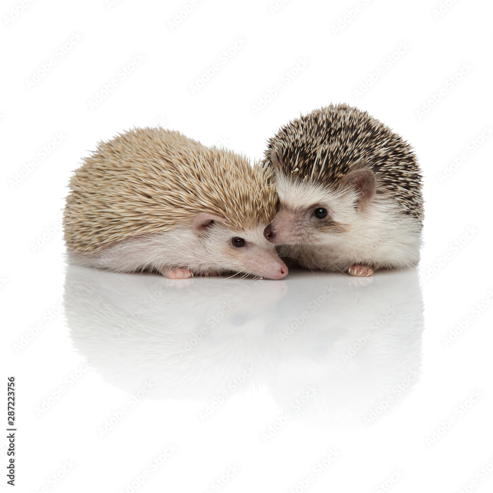Obraz premium couple of two adorable hedgehogs standing on white background