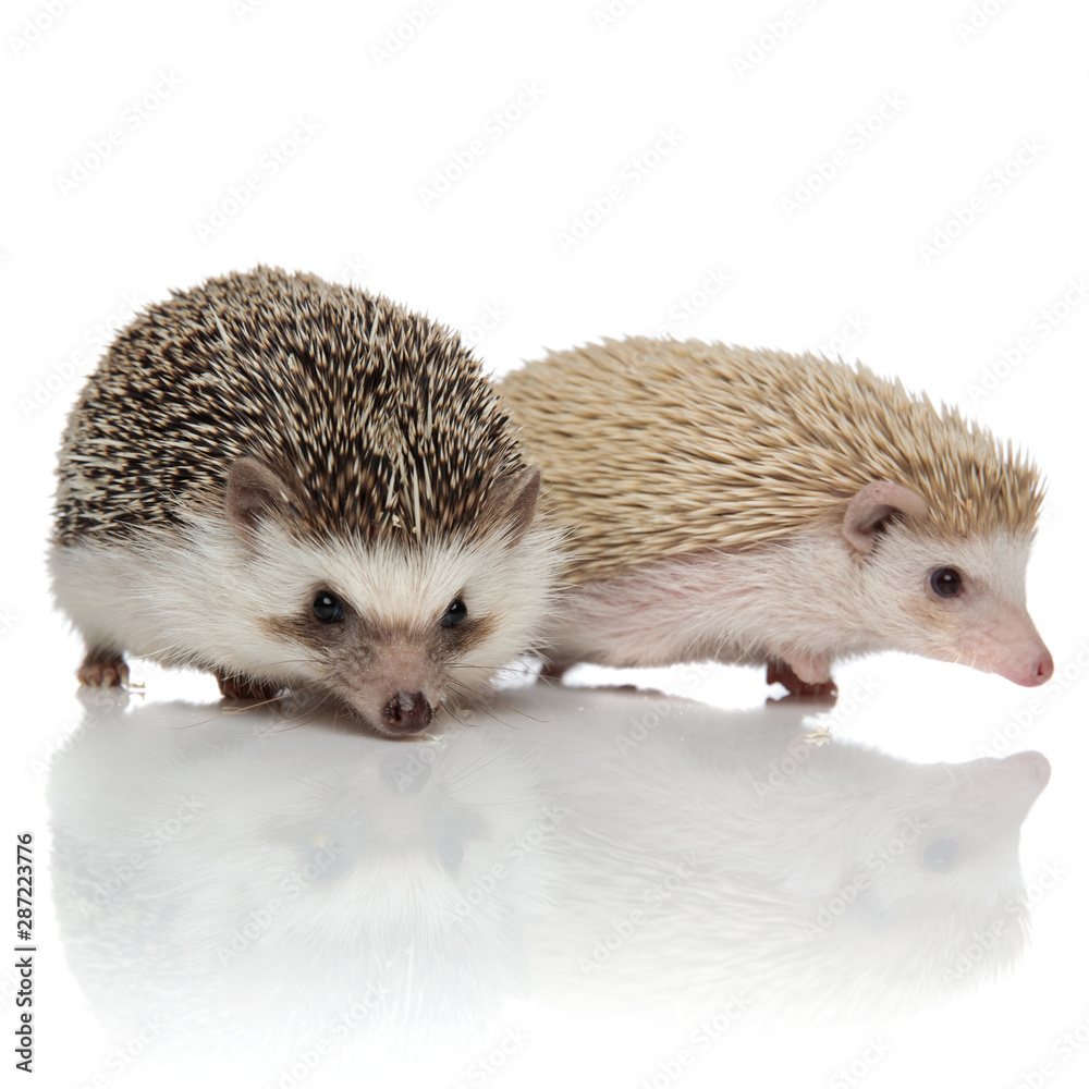 Obraz premium couple of two curious hedgehogs walking on white background