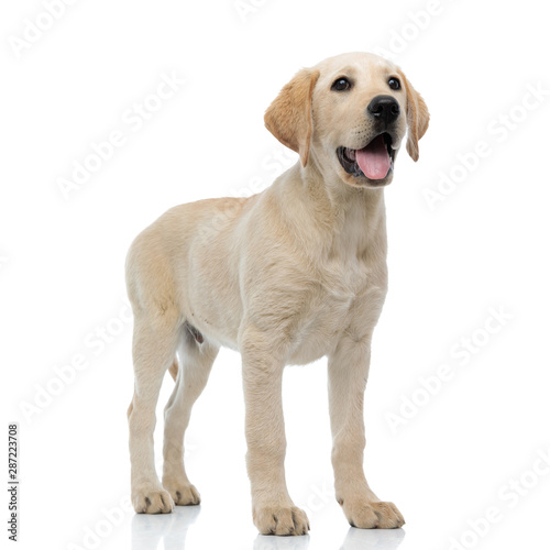full body picture of a happy labrador retriever puppy standing