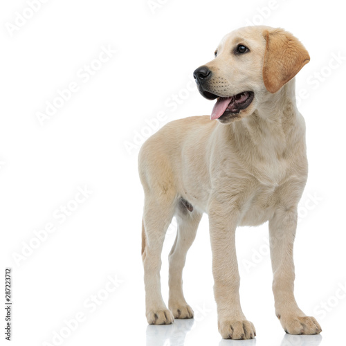 happy young labrador retriever is panting and looking to side