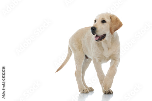 adorable labrador retriever puppy walking and panting
