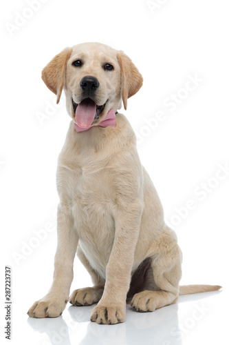 happy elegant labrador retriever puppy wearing pink bow tie