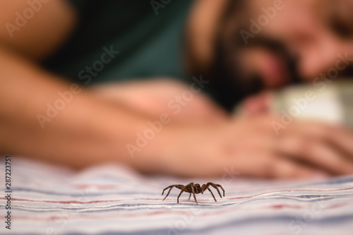 poisonous spider over person arm, poisonous spider biting person, concept of arachnophobia, fear of spider. Spider Bite. © RHJ