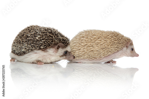 couple of two adorable hedgehogs standing on white background