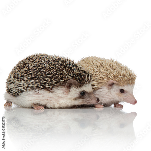 couple of two hedgehogs standing on white background
