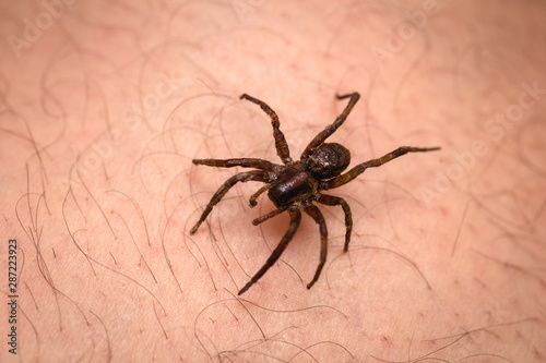Brown spider walking on human skin, spider bite. Arachnophobia concept.