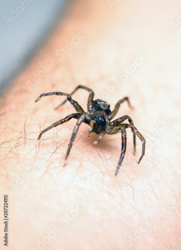 poisonous spider over person arm, poisonous spider biting person, concept of arachnophobia, fear of spider. Spider Bite.