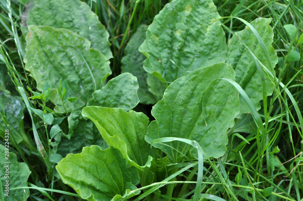 Naklejka premium In nature, the plantain is growing