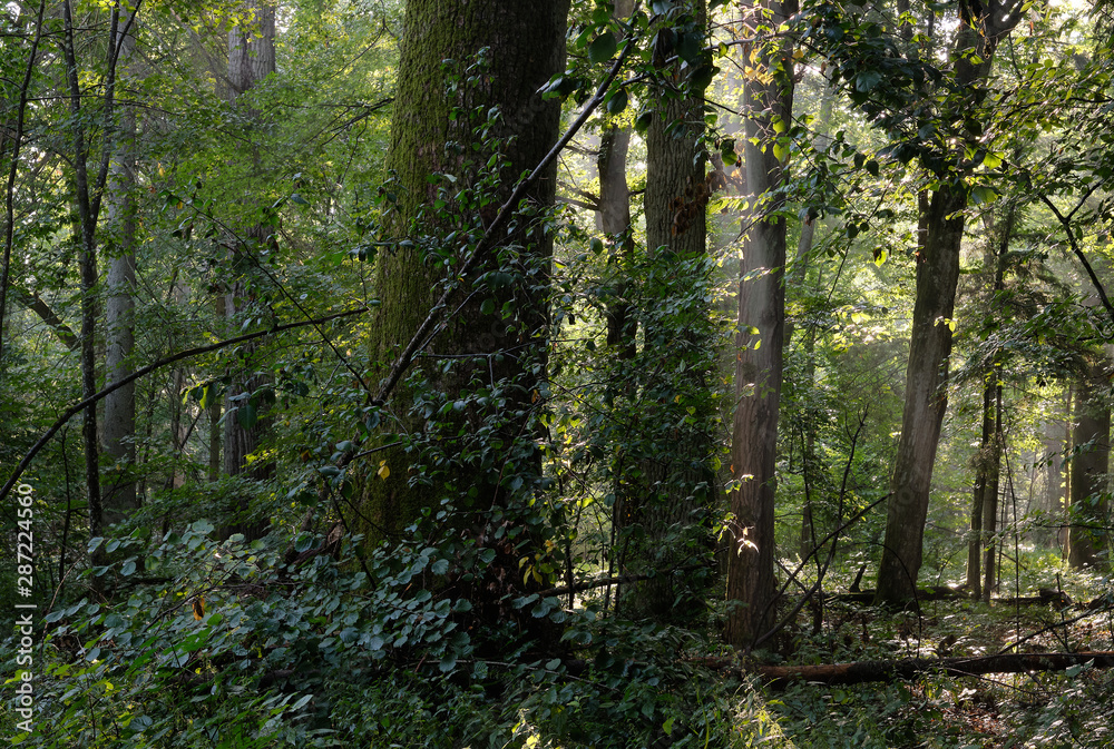 Fototapeta premium Misty morning deciduous tree stand