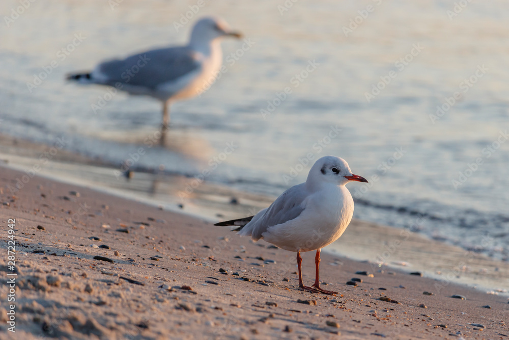 Seagulls walk in the morning on the sandy seashore Seagulls walk in the morning on the sandy seashore