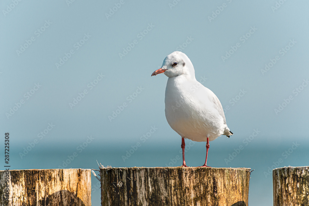 Seagull