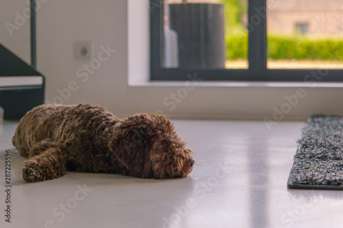 Toy puppy poodle with dark brown fluffy fur sleep on white floor beside stair, carpet and door.