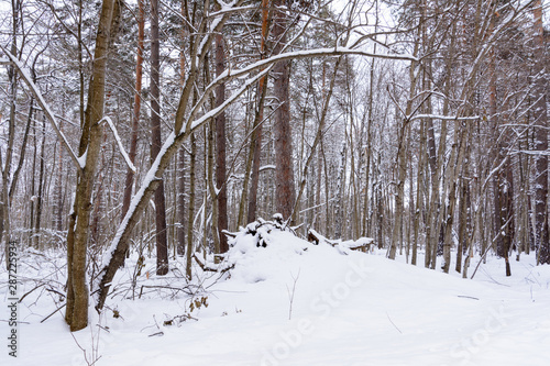 Winter landscape. Snowy trees, frost, big snowdrifts and snowfall. © Evgeniy