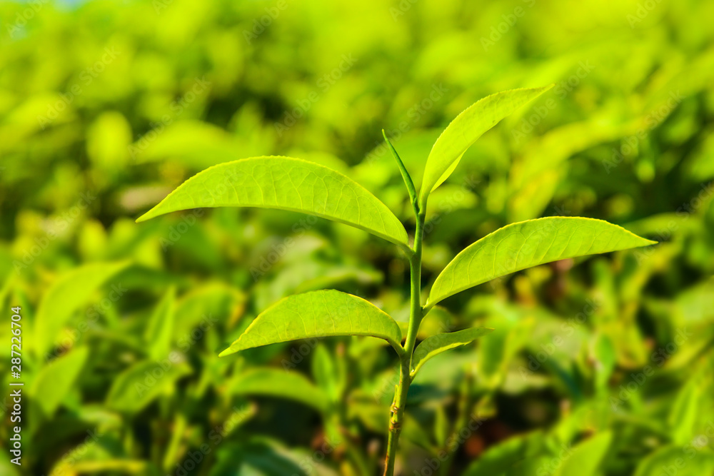 Fototapeta premium Tea plantation nature background landscape