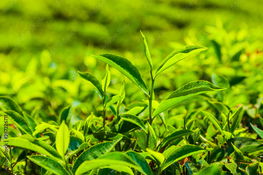 Fototapeta premium Tea plantation nature background landscape