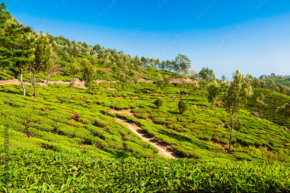 Obraz premium Tea plantation nature background landscape