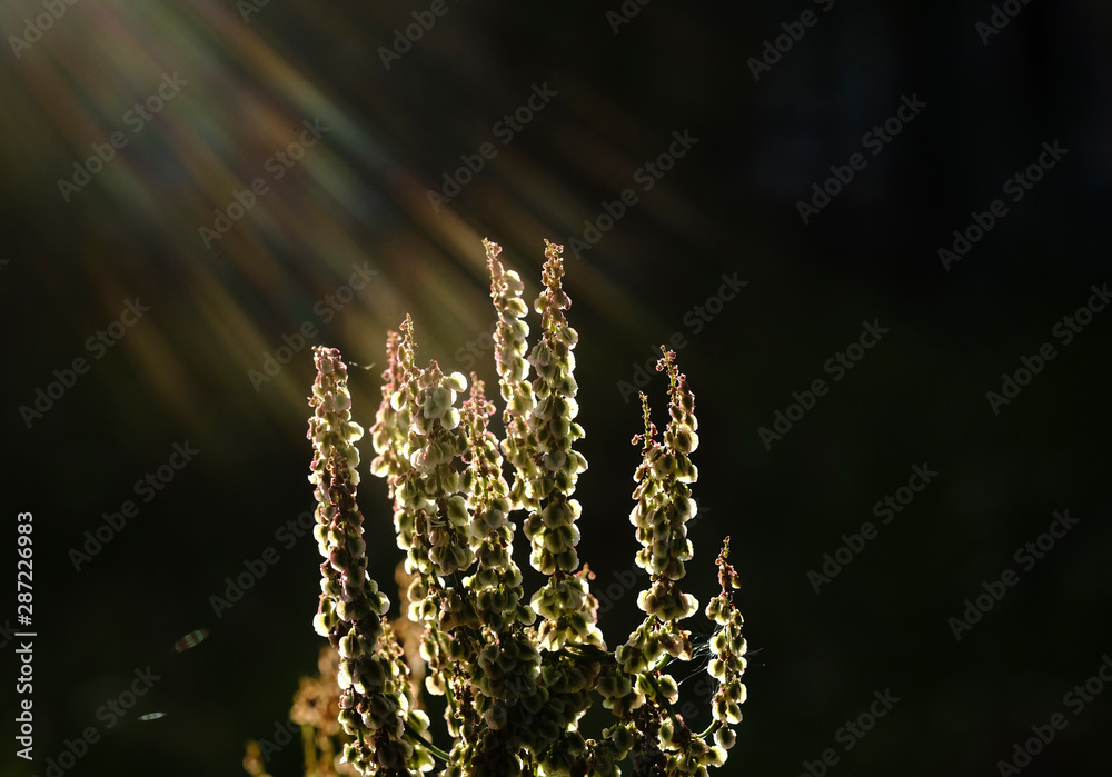 Fototapeta premium plant on a green blurred background
