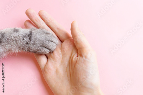 Gray striped cat's paw and human hand on a pink background. The concept of friendship of a man with a pet, caring for animals. Minimalism, feed on top, place for text.