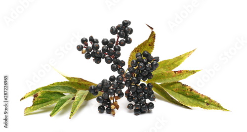 Danewort , Dwarf Elder, Walewort (Sambucus ebulus L), European, ripe fruit isolated on white background, medicinal herbs