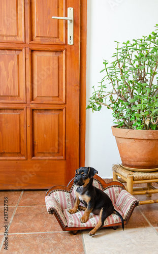 Baby dachshund sits on a small couch next to a baobab tree and a door - funny dog furniture