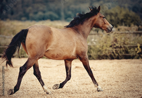 Sports horse of dun color runs trot