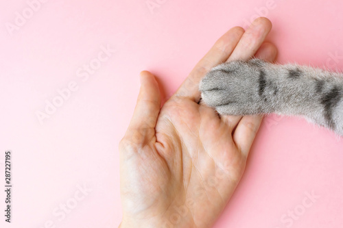 Gray striped cat's paw and human hand on a pink background. The concept of friendship of a man with a pet, caring for animals. Minimalism, feed on top, place for text.