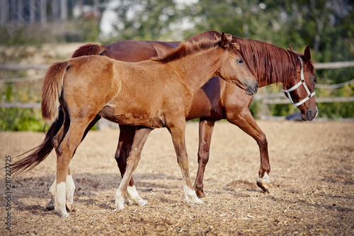 Red colt with white legs with a red mare