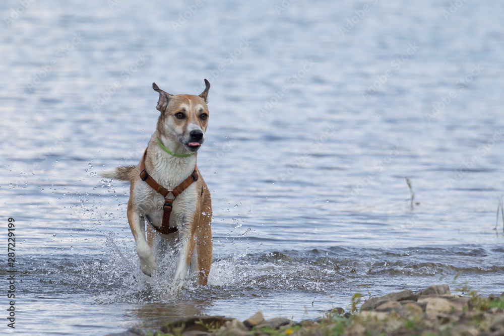 Cane in acqua