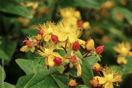 Gelbe Blüten des Johanniskrautes, Hypericum perforatum