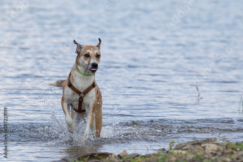 Obraz na płótnie Cane in acqua w salonie