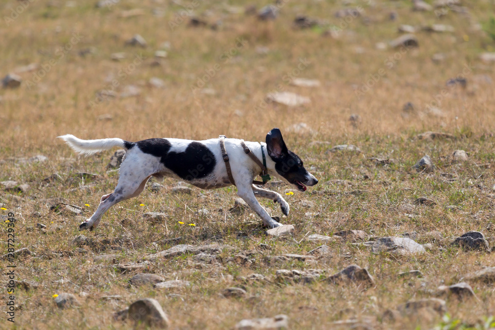 Cane in ricerca