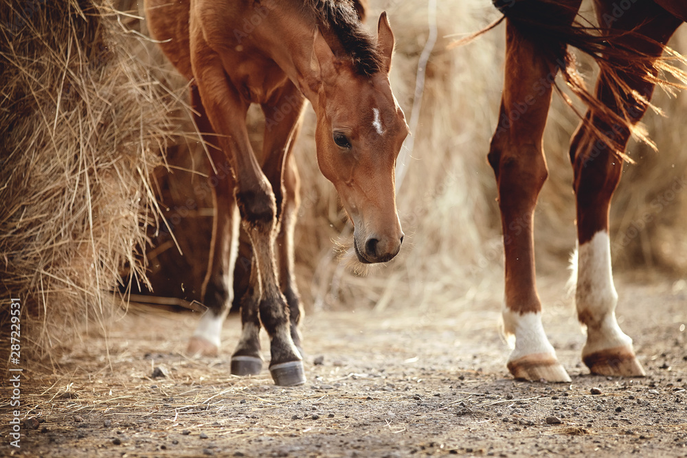 Fototapeta premium Portrait of a red foal with an asterisk on a forehead on the background of bales of hay.