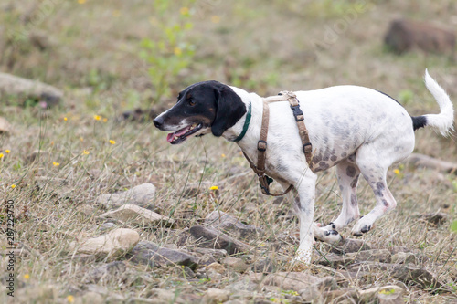 Obraz na płótnie Cane in ricerca w salonie