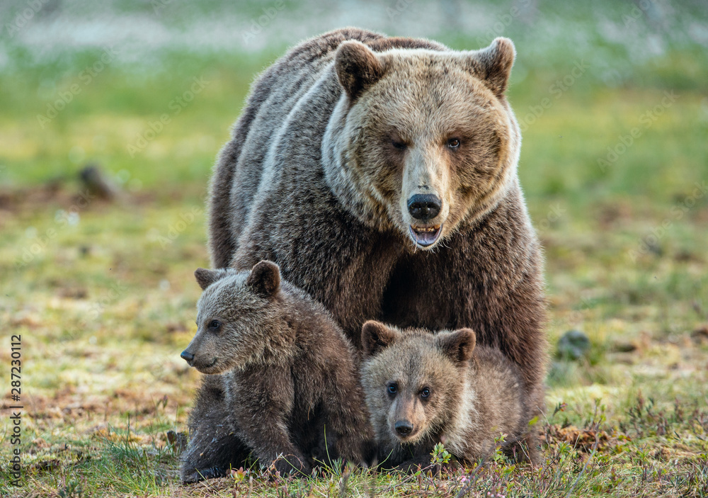 She-bear and cubs on the bog  in the summer forest. Natural Habitat. Brown bear, scientific name: Ursus arctos. Summer season.