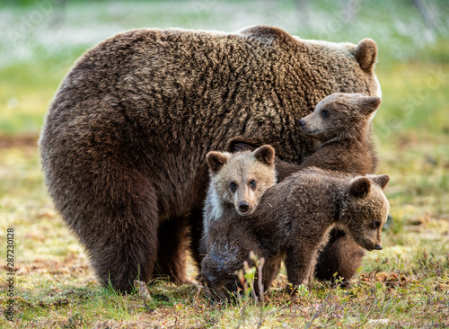 She-bear and cubs on the bog in the summer forest. Natural Habitat. Brown bear, scientific name: Ursus arctos. Summer season.
