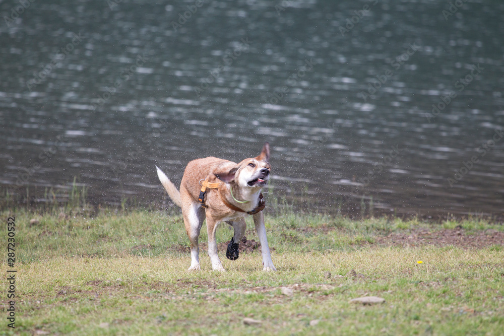 Cane che si scrolla