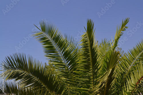 Date palm on sky background