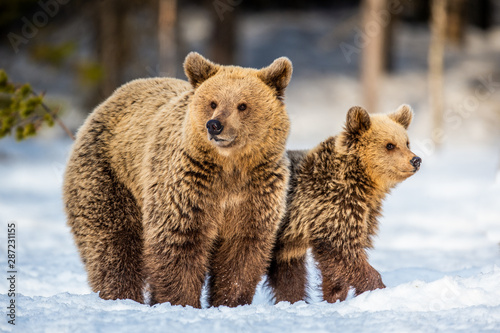 She-Bear and bear cubs on the snow. Brown bears in the winter forest. Natural habitat. Scientific name: Ursus Arctos Arctos.
