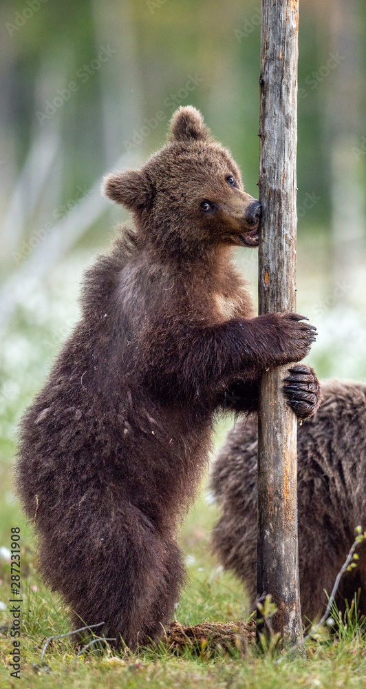 Obraz premium Brown bear cub stands on its hind legs. Scientific name: Ursus Arctos ( Brown Bear). Green natural background. Natural habitat, summer season.
