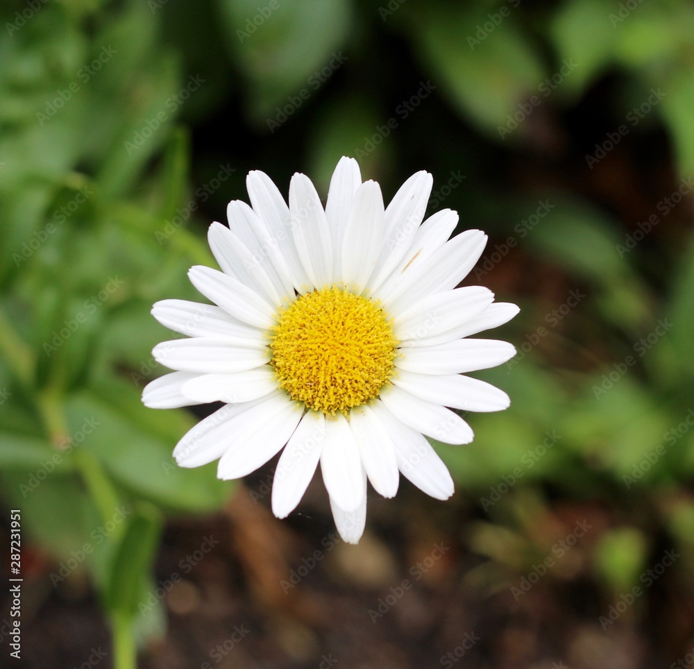 Fototapeta premium A close view of a white and yellow daisy in the garden.