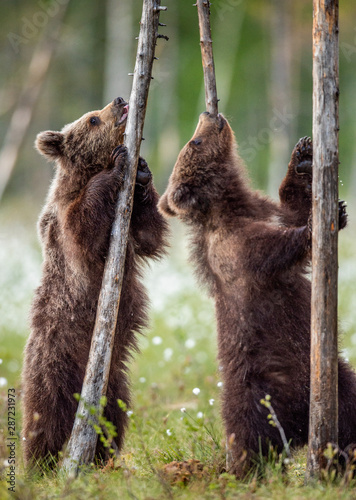 Brown bear cubs stands on its hind legs. Scientific name: Ursus Arctos ( Brown Bear). Green natural background. Natural habitat, summer season.