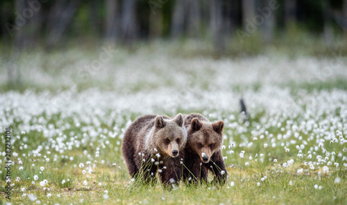 Brown bear cubs on the bog among white flowers. Bear Cub stands on its hind legs. Scientific name  Ursus arctos.