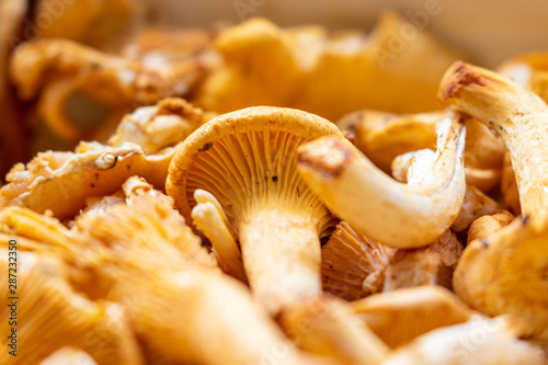 Close up of orange ripe chanterelles in the kitchen 