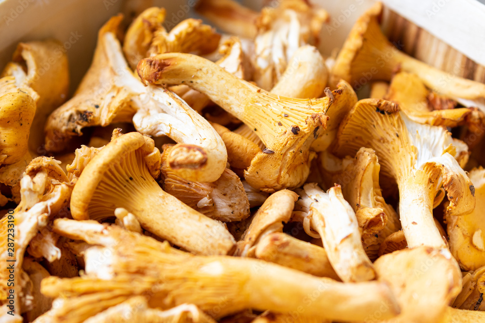 Close up of harvested golden mushrooms in a sunny autumn Close up of harvested golden mushrooms in a sunny autumn