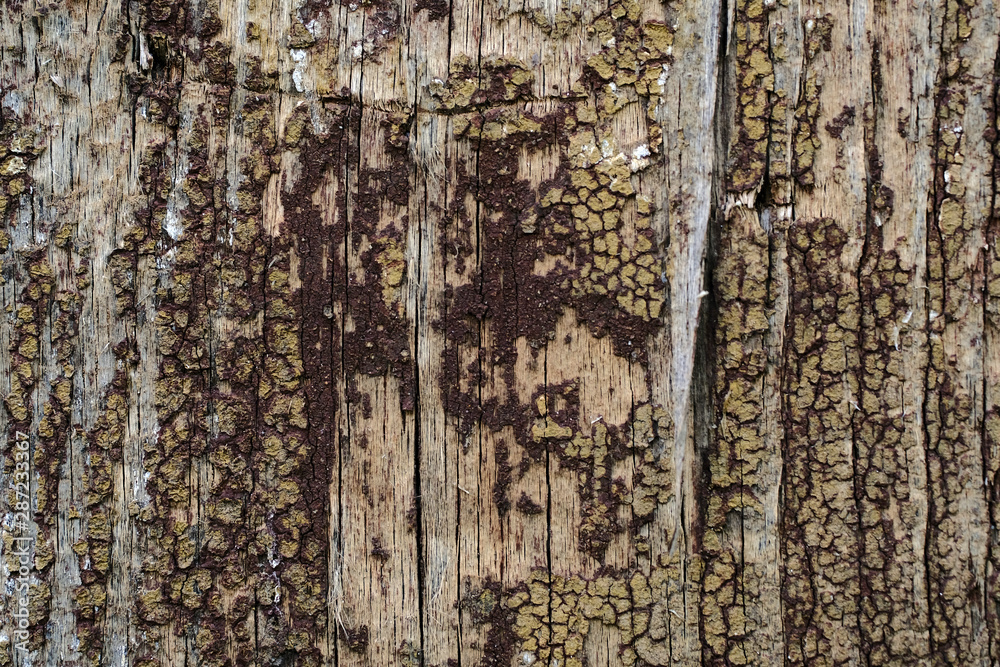 Old peeling paint on a wooden surface. retro wall background. Old peeling paint on a wooden surface. retro wall background.