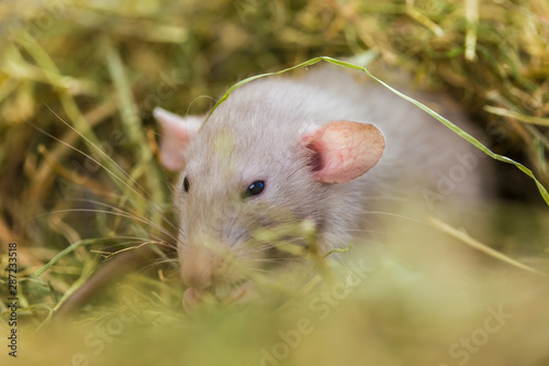a cute little dumbo rat sitting in hay and eating a piece of cheese