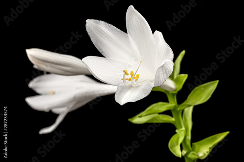 Fototapeta Naklejka Na Ścianę i Meble -  Blooming white flower of Hosta, also Funkia, family of Asparagus (lat. Asparagales), on black background