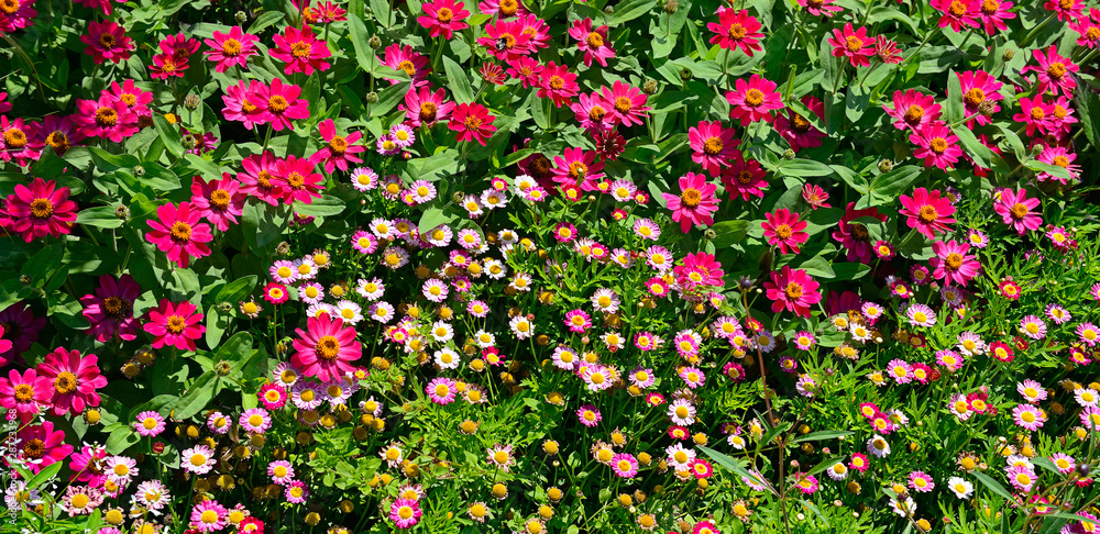 Multicolored beautiful flower bed.