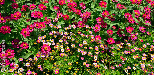 Multicolored beautiful flower bed.